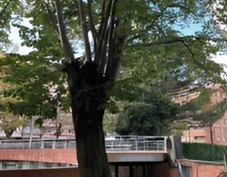 Ezkurdi plazako lizar bat moztuko dute abuztuko azken astean "herritarren segurtasuna bermatzeko"