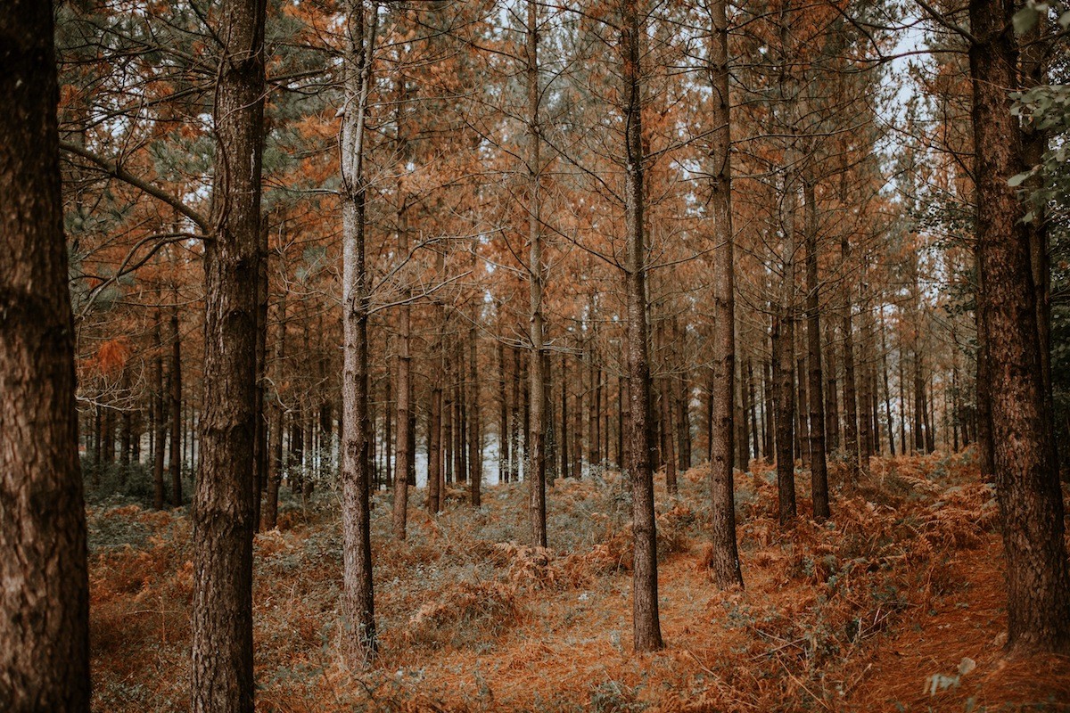 Durangon kobre oxidoaren erabilpena ez du galaraziko udalak, pinuen gaixotasuna tratatzeko