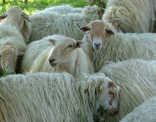 Artilea batzeko kanpaina Durangaldean