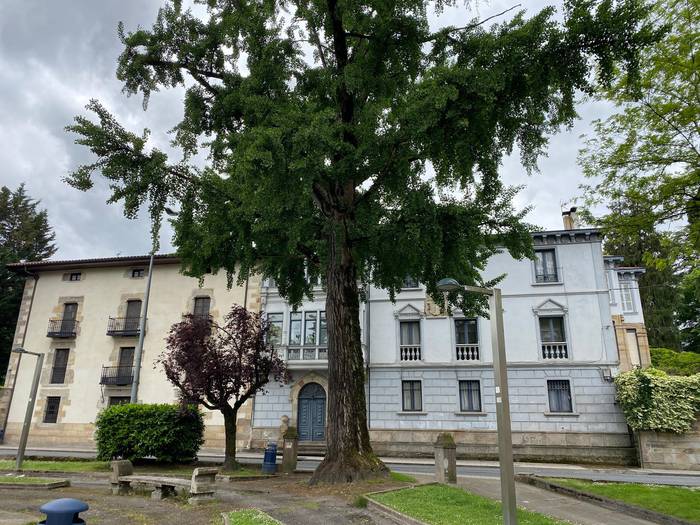 Gingko biloba, zuhaitz handi eta berezia Durangon