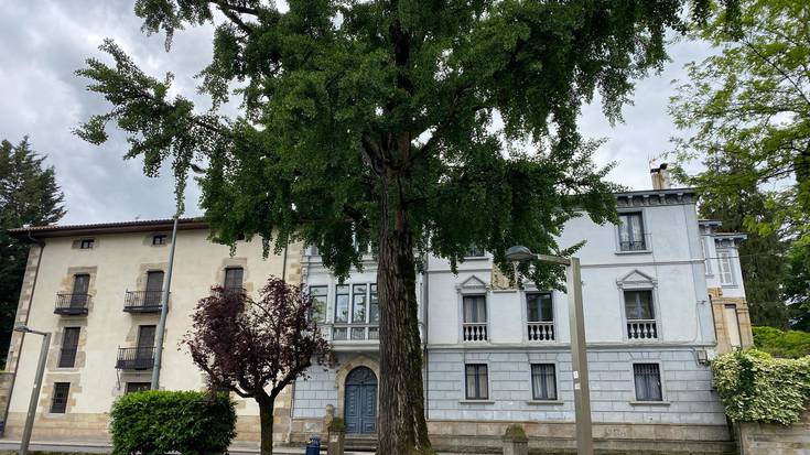 Gingko biloba, zuhaitz handi eta berezia Durangon