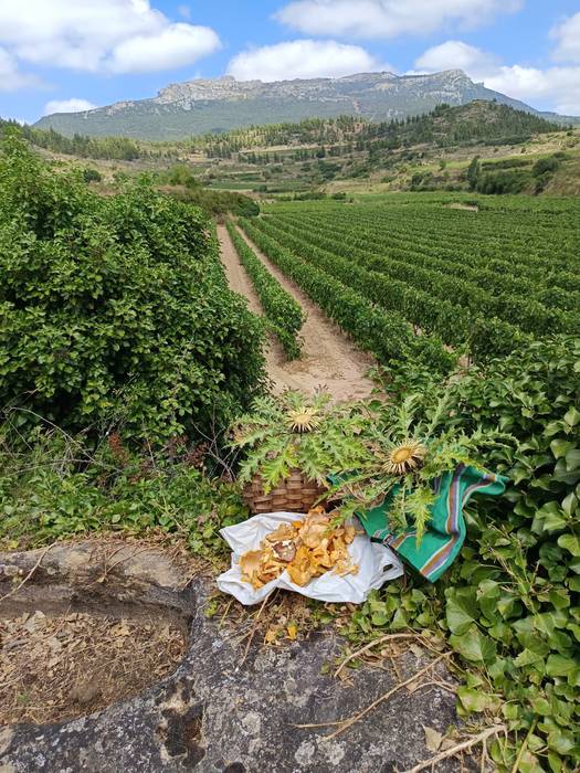 Toloño maitie