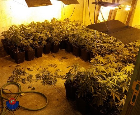 Ertzaintzak mila marihuana landare konfiskatu ditu Astolako baserri batean