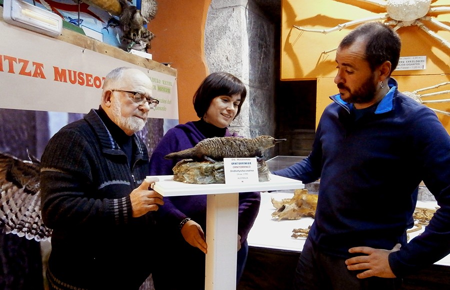Ornitorrinkoa, Mañariko Hontza museoko harribitxi berria