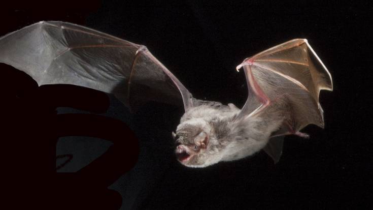 Mañarian saguzar espezie biren kolonia bat identifikatu dute