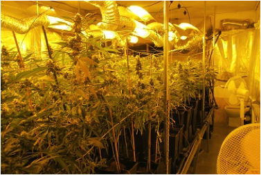 370 marihuana landare aurkitu dituzte Durangoko etxebizitza bitan