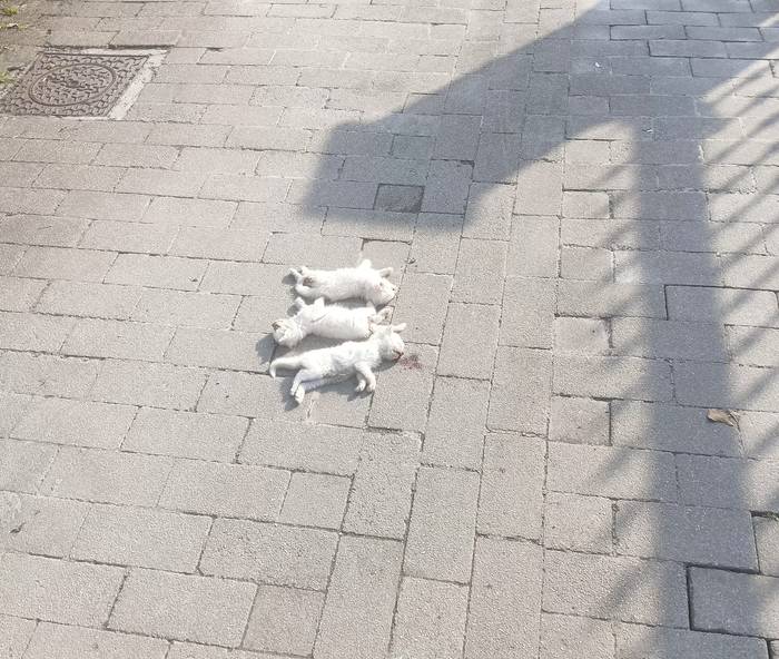 Hiru katakume hilda agertu direla salatu dute Abadiñon