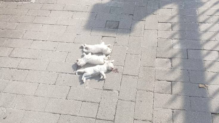 Hiru katakume hilda agertu direla salatu dute Abadiñon