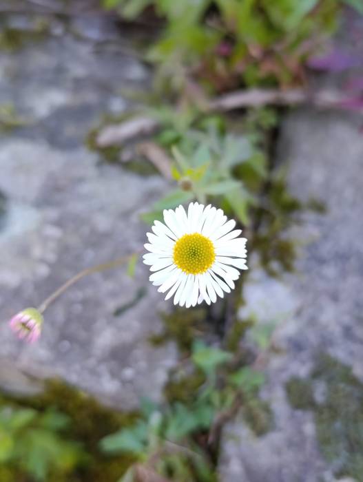 Txiribitak Santa Apolonian