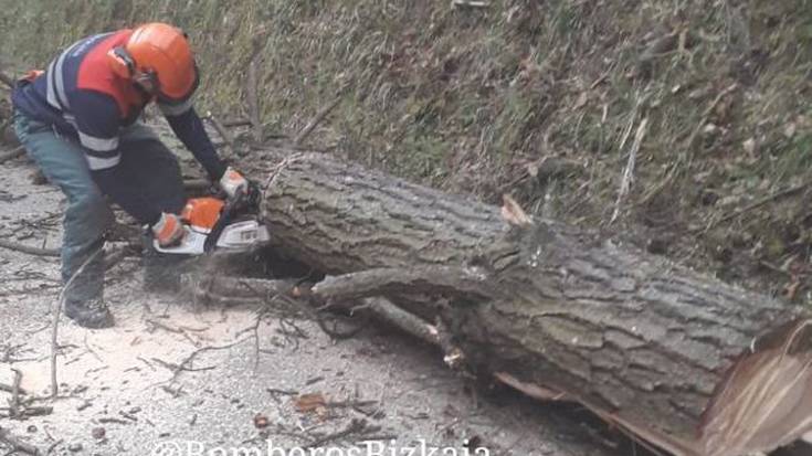 Haizeak errepidera botatako pinu bi erretiratu dituzte Mallabian