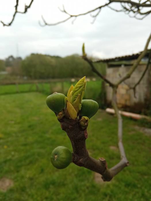 Piku berriak