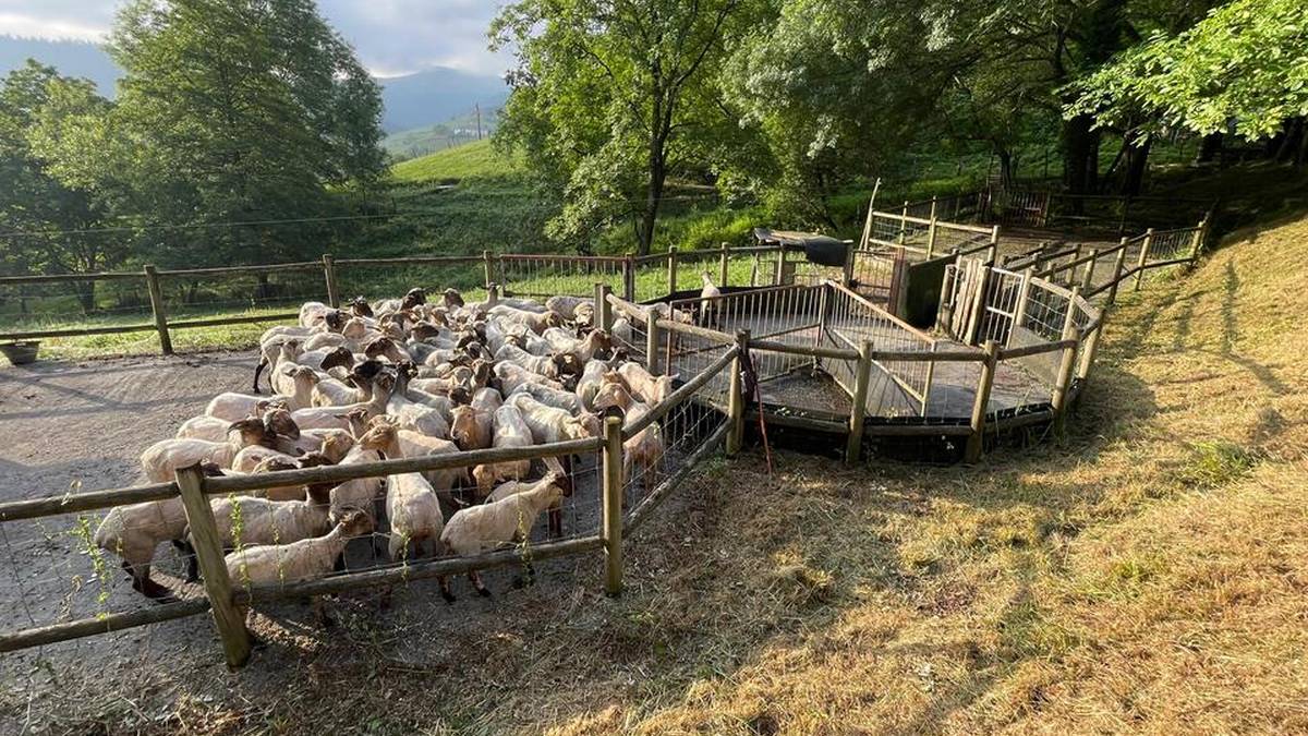 [ARGAZKI GALERIA]: 300 ardi eta ahuntz bainatu dituzte Arrazolan