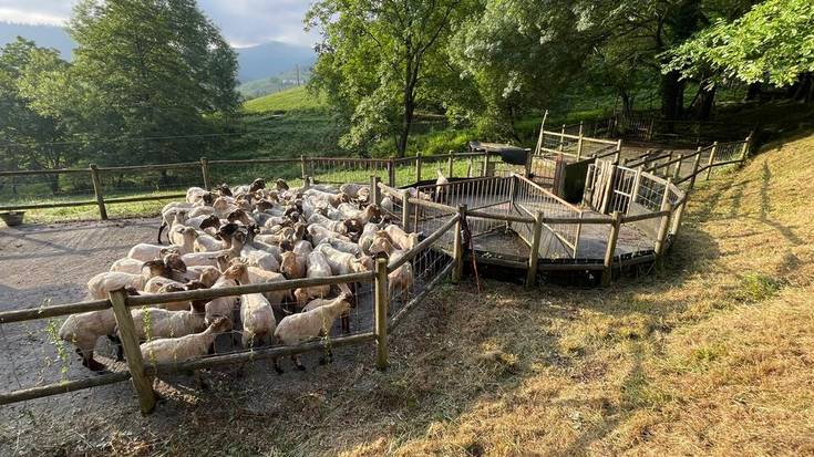 [ARGAZKI GALERIA]: 300 ardi eta ahuntz bainatu dituzte Arrazolan