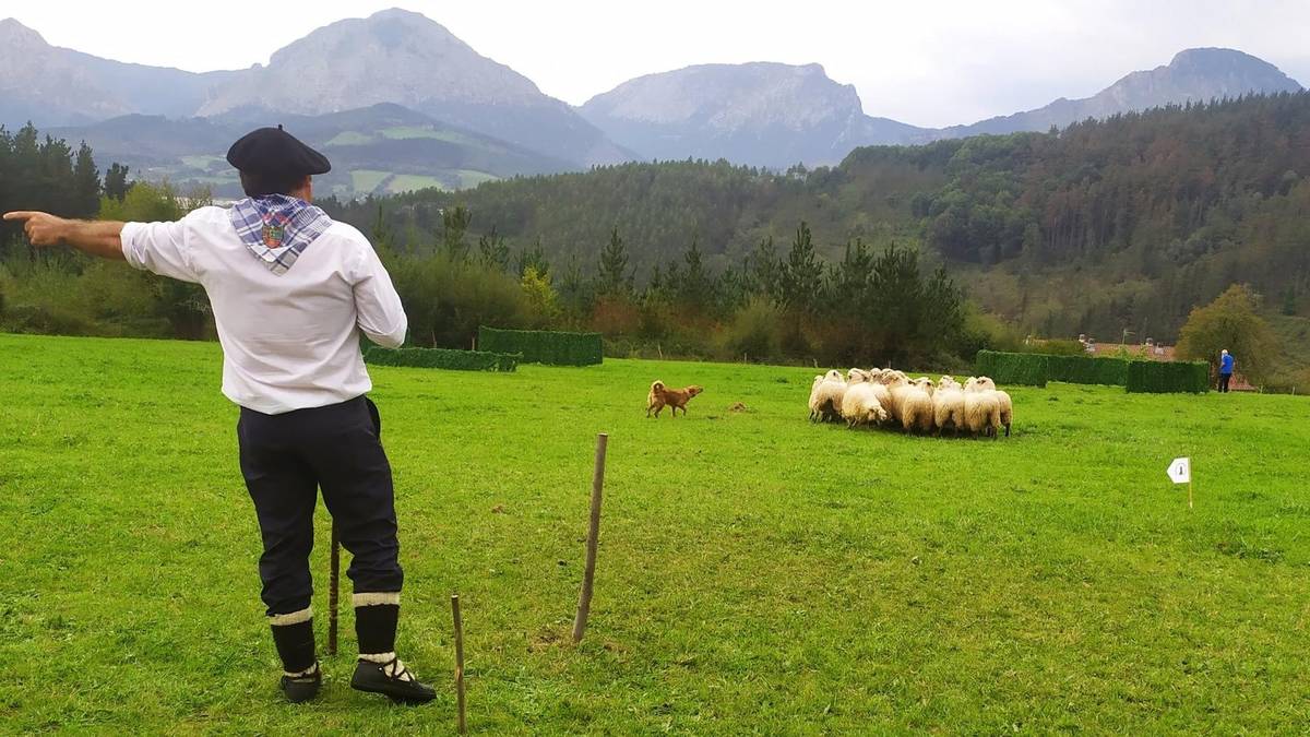 Euskal Herriko ardi-txakurrik onenak Garain lehiatuko dira zapatuan