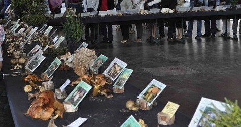 Geredixa elkartearen XXVII. Perretxiko Erakusketa egingo da asteburuan