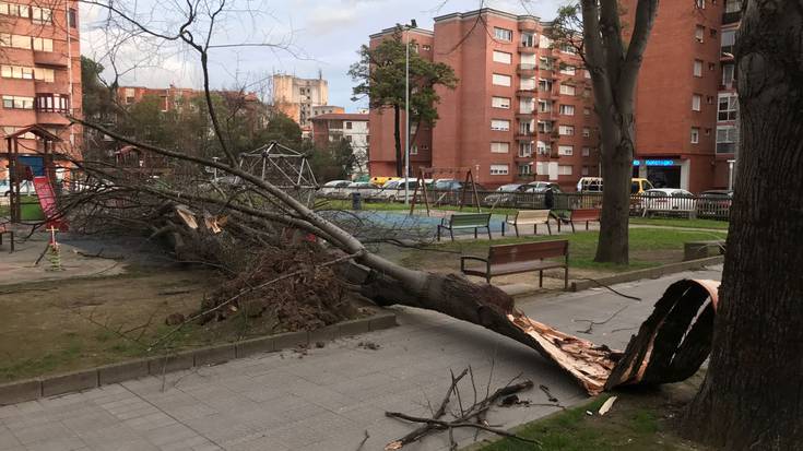 Arbola bat jausi da San Ignazio auzunean, eta kalteak eragin ditu ondoko jolas-parkean