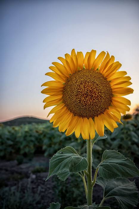 Sunflower