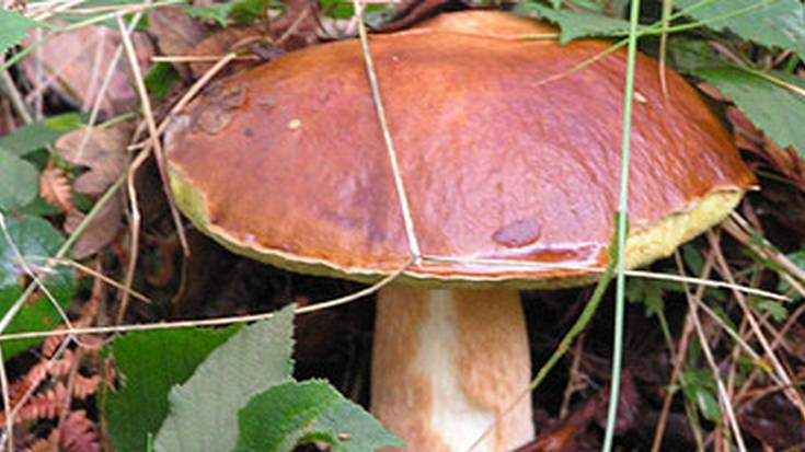 XXXI. Mikologia Erakusketa