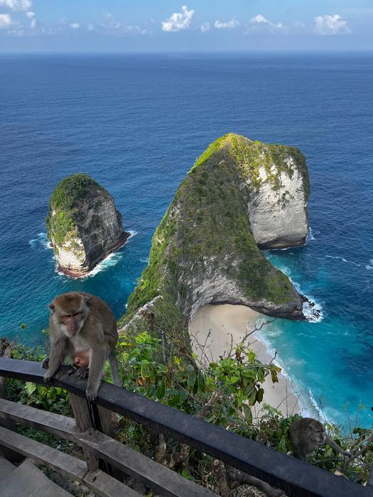 Paradisua