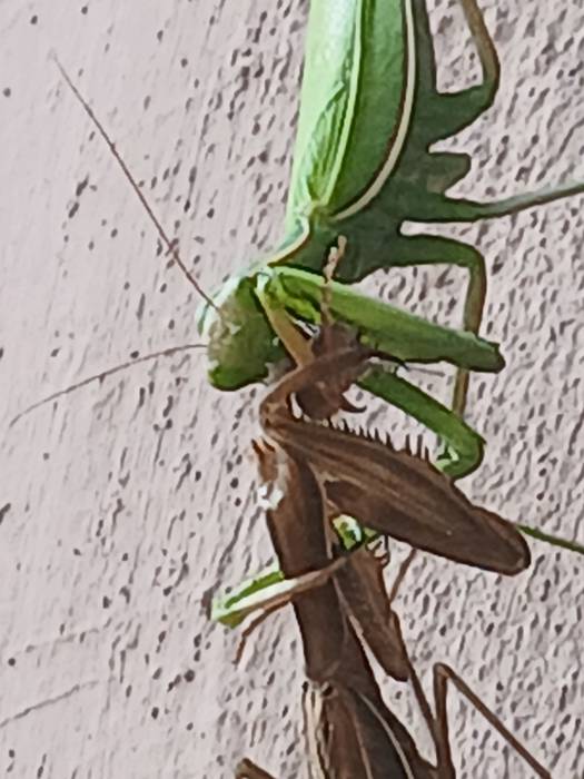 Mantis
