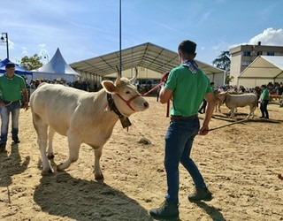 Jon Koldo Bikandik irabazi du behi piriniotarren lehiaketa, Gernikako Urriko Lehen Astelehenean