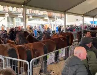 [BIDEOA]: Zaldiek eta ardi txakurrek ganaduaren lekua hartu dute sanblasetan