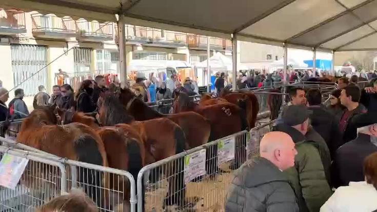 [BIDEOA]: Zaldiek eta ardi txakurrek ganaduaren lekua hartu dute sanblasetan