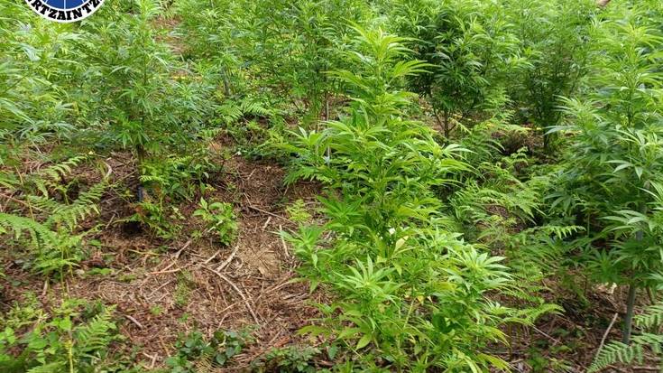 26 urteko gazte bat ikertzen ari da Ertzaintza, Berrizen zegoen marihuana plantazio baten arduraduna delakoan