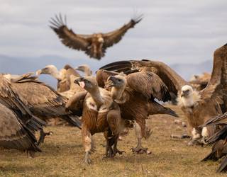 Areagotu egin da saiek ahul dauden animaliei egindako eraso kopurua