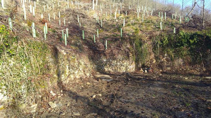 Bertako basoak berreskuratzen jarraitzen dute Otxandion, 1.400 zuhaitz landare berri landatuta