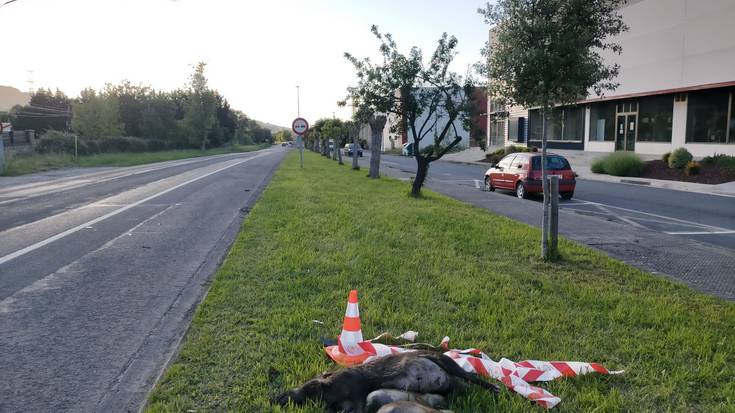 Auto batek basurde talde bat harrapatu du Atxondotik Abadiñora bidean, goizaldean