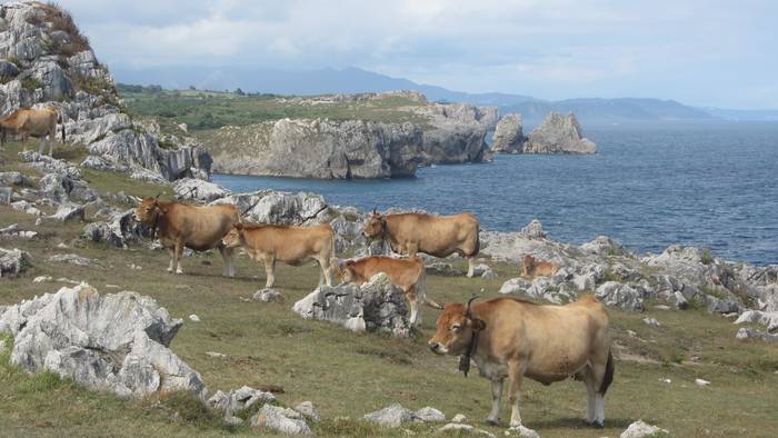 asturiar behiak