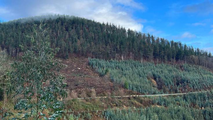 Iurretako Udalak hiru mendi erosi ditu Gallanda inguruan bertako espezieak landatzeko
